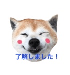 豆柴ビーノ 2 ♫（個別スタンプ：8）