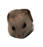 ハムスターチッチ(1)（個別スタンプ：10）