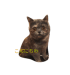 こまめタイム ～日常～（個別スタンプ：3）