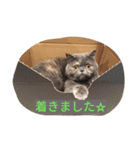 こまめタイム ～日常～（個別スタンプ：14）