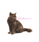 こまめタイム ～日常～（個別スタンプ：15）