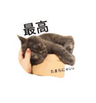 こまめタイム ～日常～（個別スタンプ：32）