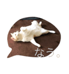 ふきだし ねこ ねこ（個別スタンプ：1）
