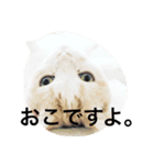 ふきだし ねこ ねこ（個別スタンプ：2）