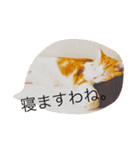 ふきだし ねこ ねこ（個別スタンプ：3）
