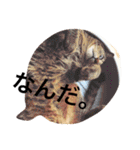 ふきだし ねこ ねこ（個別スタンプ：4）