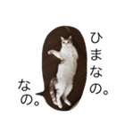 ふきだし ねこ ねこ（個別スタンプ：5）