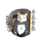 ふきだし ねこ ねこ（個別スタンプ：6）