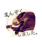 ふきだし ねこ ねこ（個別スタンプ：8）