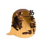 ふきだし ねこ ねこ（個別スタンプ：9）