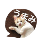 ふきだし ねこ ねこ（個別スタンプ：10）