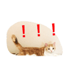ふきだし ねこ ねこ（個別スタンプ：11）