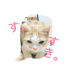 ふきだし ねこ ねこ（個別スタンプ：12）