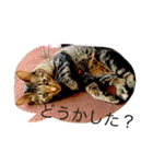 ふきだし ねこ ねこ（個別スタンプ：15）