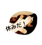 ふきだし ねこ ねこ（個別スタンプ：16）