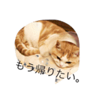 ふきだし ねこ ねこ（個別スタンプ：17）