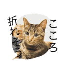 ふきだし ねこ ねこ（個別スタンプ：18）