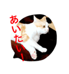 ふきだし ねこ ねこ（個別スタンプ：19）