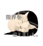 ふきだし ねこ ねこ（個別スタンプ：20）