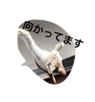 ふきだし ねこ ねこ（個別スタンプ：21）