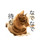 ふきだし ねこ ねこ（個別スタンプ：22）