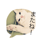 ふきだし ねこ ねこ（個別スタンプ：23）