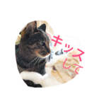ふきだし ねこ ねこ（個別スタンプ：24）