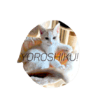 ふきだし ねこ ねこ（個別スタンプ：26）
