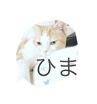 ふきだし ねこ ねこ（個別スタンプ：27）