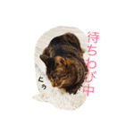 ふきだし ねこ ねこ（個別スタンプ：28）