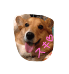 はにーちゃん♡（個別スタンプ：5）