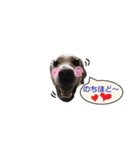 黒ラブ似くーちゃん3（個別スタンプ：3）