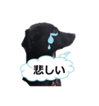黒ラブ似くーちゃん3（個別スタンプ：4）