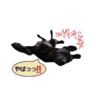 黒ラブ似くーちゃん3（個別スタンプ：7）