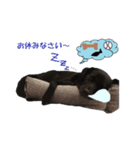 黒ラブ似くーちゃん3（個別スタンプ：13）