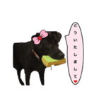 黒ラブ似くーちゃん3（個別スタンプ：15）