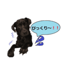 黒ラブ似くーちゃん3（個別スタンプ：16）