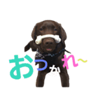 chocolove Chocochan（個別スタンプ：1）