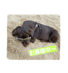 chocolove Chocochan（個別スタンプ：5）