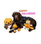chocolove Chocochan（個別スタンプ：7）