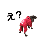 chocolove Chocochan（個別スタンプ：12）