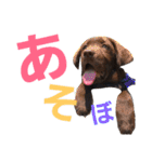 chocolove Chocochan（個別スタンプ：14）