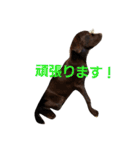 chocolove Chocochan（個別スタンプ：19）