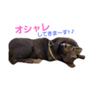 chocolove Chocochan（個別スタンプ：20）