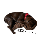 chocolove Chocochan（個別スタンプ：21）