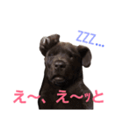 chocolove Chocochan（個別スタンプ：26）