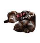 chocolove Chocochan（個別スタンプ：27）