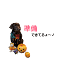 chocolove Chocochan（個別スタンプ：30）
