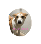 すみれの気持ち（個別スタンプ：1）