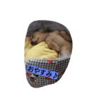 ダックスレオン（個別スタンプ：8）